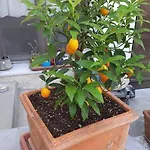 Villino La Bouganville Sanremo